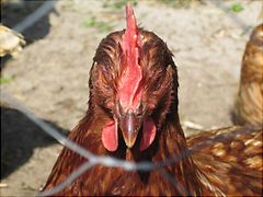 Doom hen t a hanne