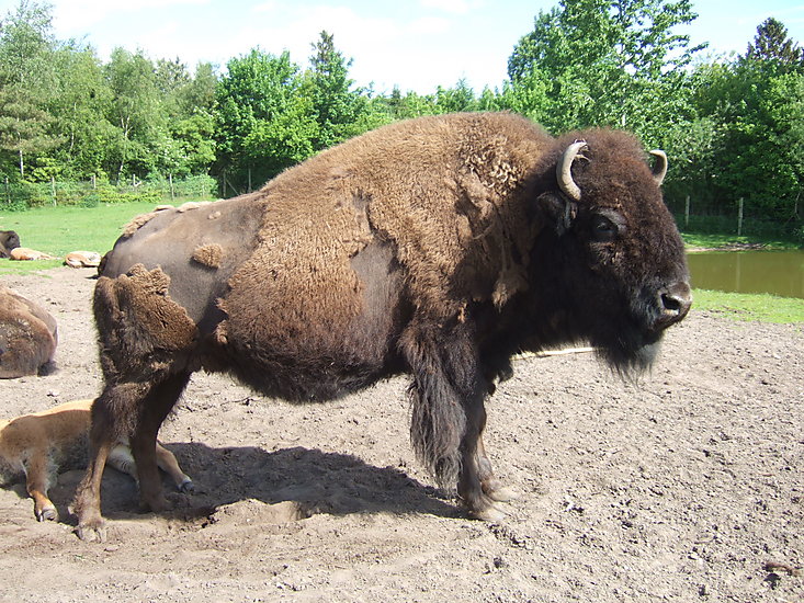 Bison