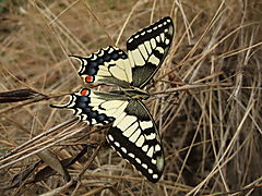 Swallowtail