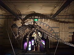 National history museum dinosaurskelet