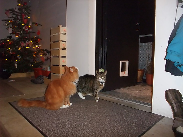 Katte kigger ud