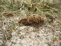 -1436_1_Brombaerspinderlarver