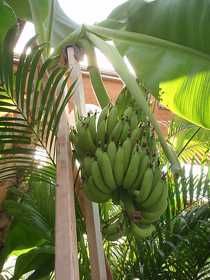 -1406_1_DampVandlandBananer