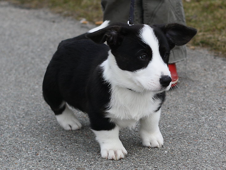 -1206_3_Hundehvalp_E