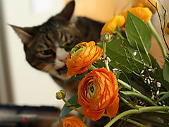 -1740_4_TauBlomster