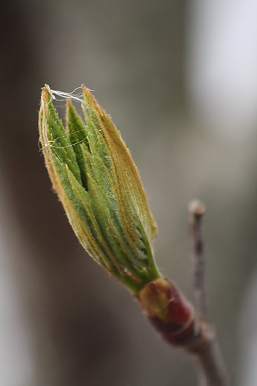 -1845_1_Knop