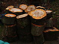 -0934_3_Braende