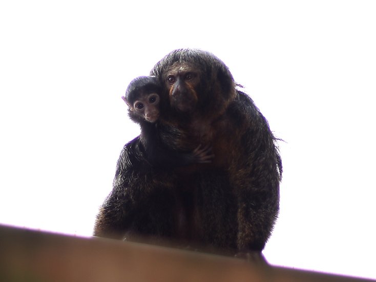 -1453_3_RandersRegnskov_Abeunge_Springtamarin_CallimicoGoeldii_E2