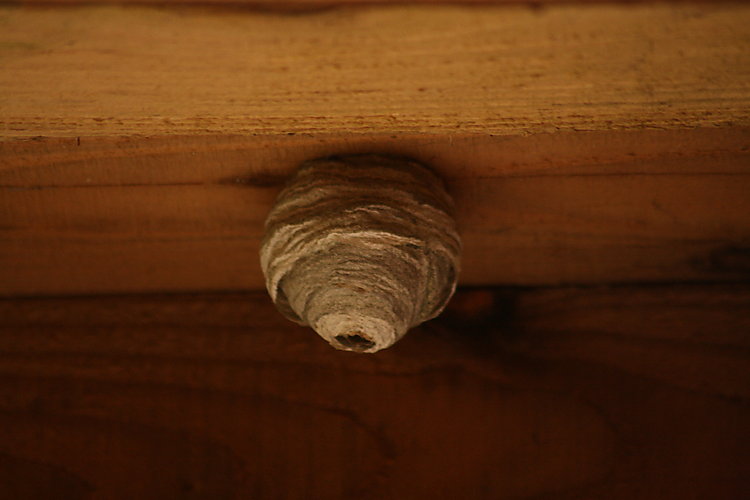 -1755_1_Hvepsebo