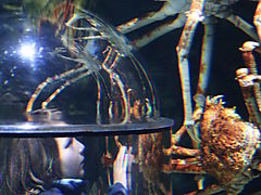 -1546_2_LEGOLAND_AkvariumSigurdJapanskKaempekrabbe