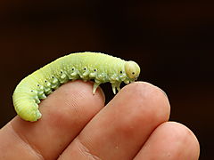 -1403_2_StorBLadhveps_Cimbex_femoratus