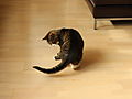 -1232_3_TauJagerHale