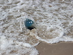-1545_1_HenneStrandBlaaGople_Lungegople_Rhizostoma_pulmo