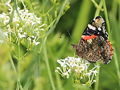 -1100_4_AdmiralSommerfugl_Vanessa_atalanta_2