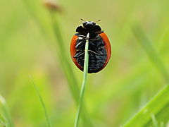 -1538_2_MariehoeneGraes_2