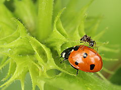 -1556_4_MariehoeneMyre_2