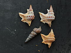 -1548_1_SigurdsKonkylier