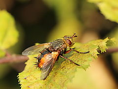 -1630_3_Snylteflue_Tachina_fera