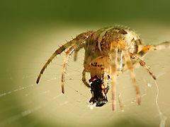 -1601_06_KorsedderkopBytteSpise