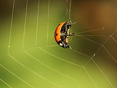 -1659_4_MariehoeneEdderkoppespind