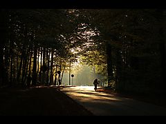 -1632_1_SkovVejModlys_E