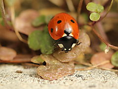 -1338_02_Mariehoene_Crop