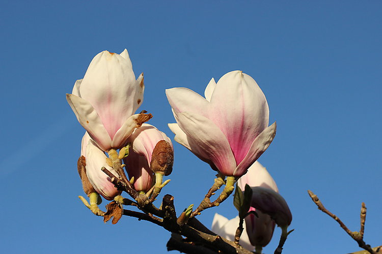 -1843_2_Magnolieblomster
