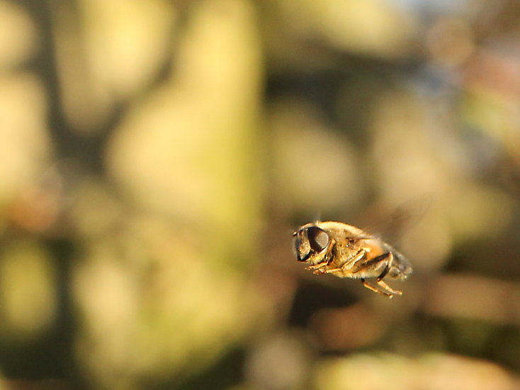 -1846_22_Svirreflue_Crop