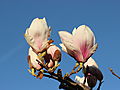 -1843_2_Magnolieblomster