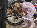 -162557_AstaCykelvogn