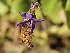 -1015_06_BiBlomst_Crop