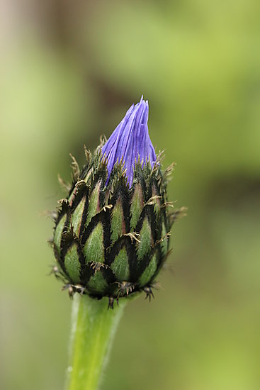 -1651_03_Blomsterknop
