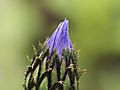 -1651_03_Blomsterknop
