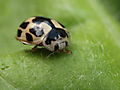 -1652_11_SkakbraedtMariehoene_Propylea_quatuordecimpunctata_Crop
