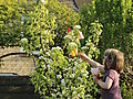 -1854_BlomsterendePaeretraeAsta