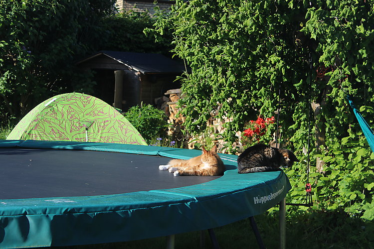 -0750_TrampolinMonsTau