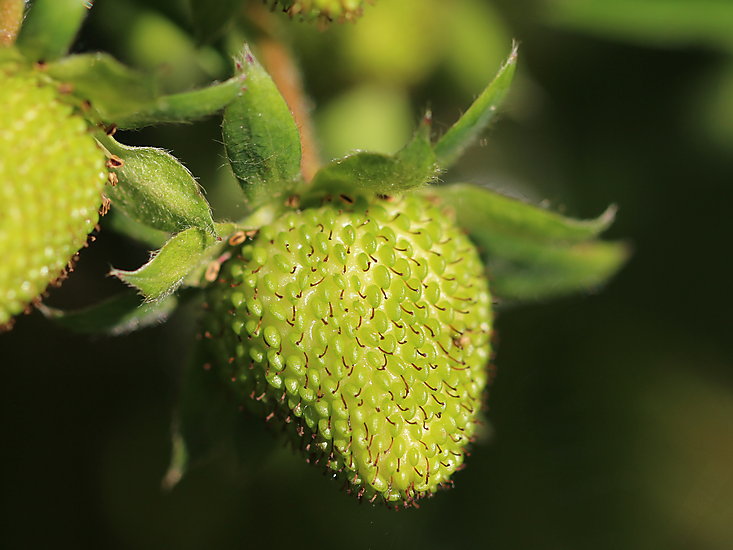 -1742_1_GroenneJordbaer_Crop