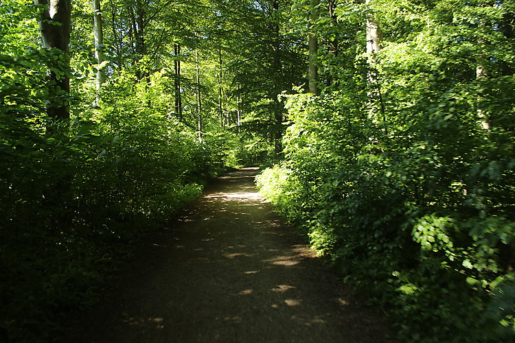 -1656_1_RiisSkov