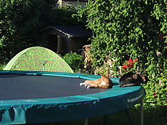 -0750_TrampolinMonsTau