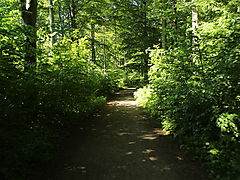 -1656_1_RiisSkov