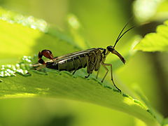 -1317_2_AlmindeligSkorpionflue_Panorpa_communis_Crop