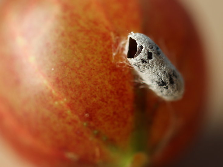 -1715_2_StikkelsbaerTomKokon_Crop