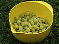 -1655_Stikkelsbaer