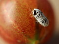 -1715_2_StikkelsbaerTomKokon_Crop
