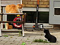 -1638_4_MonsStolMomo