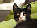 -1658_3_Momo