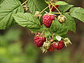 -1606_Hindbaer
