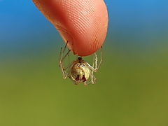 -1400_1_Perleedderkop_Enoplognatha_ovata_AstasFingre_Crop