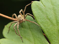 -1353_3_Husedderkop_Crop