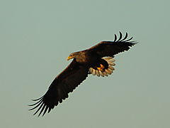 -1506_13_EgaaEngsoe_Havoern_Haliaeetus_albicilla_Crop